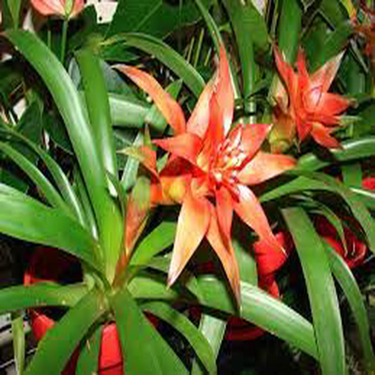 Hechtia Plant Seeds for Planting - 100 pcs