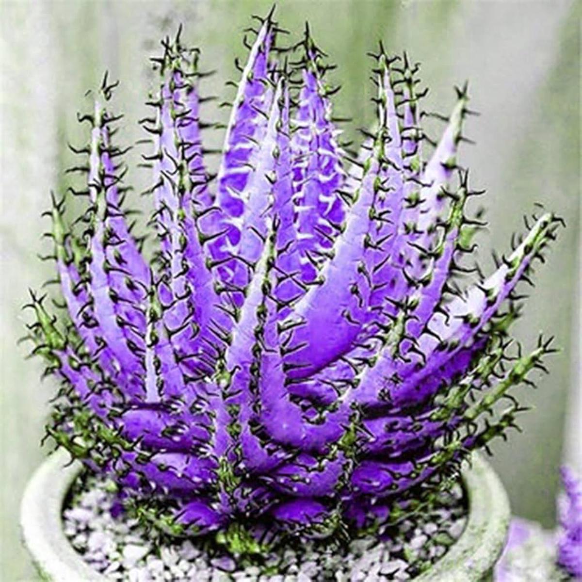 Heirloom Aloe Vera Dark Violet White Seeds for Planting - Non-GMO, High Germination Organic Succulent Garden Seeds