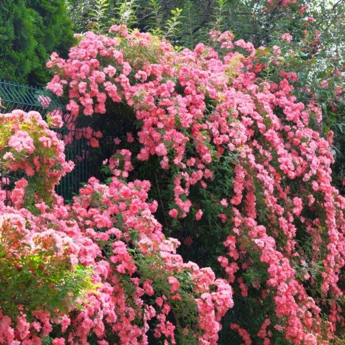 Heirloom Climbing Rose Flower Seeds for Planting  Non-GMO, High Germination, Organic Garden Seeds, Premium Quality