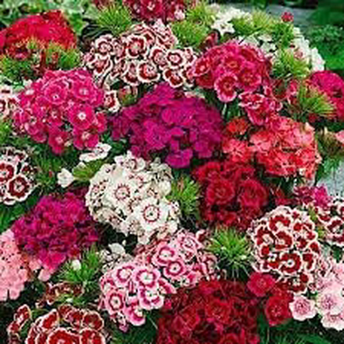Heirloom Dianthus Barbatus Flower seeds for Planting Vibrant Colors Heirloom & GMO Free Seeds for Home Garden