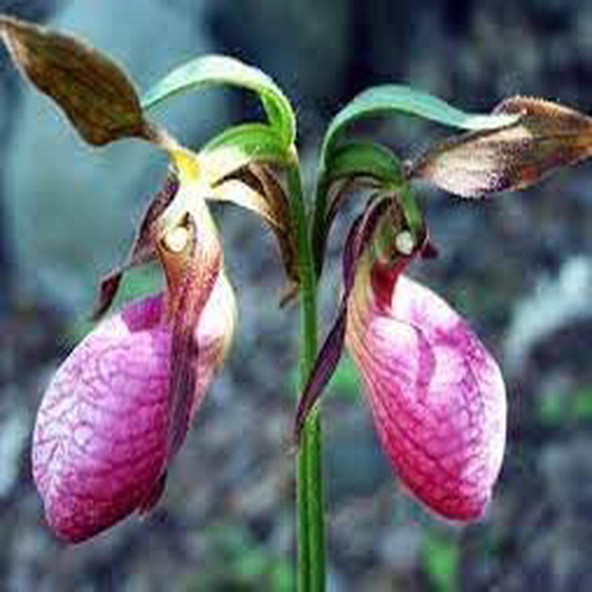 Heirloom Ladys Slipper Orchid Flower Seeds for Planting  Non-GMO, High Germination Organic Garden Seeds