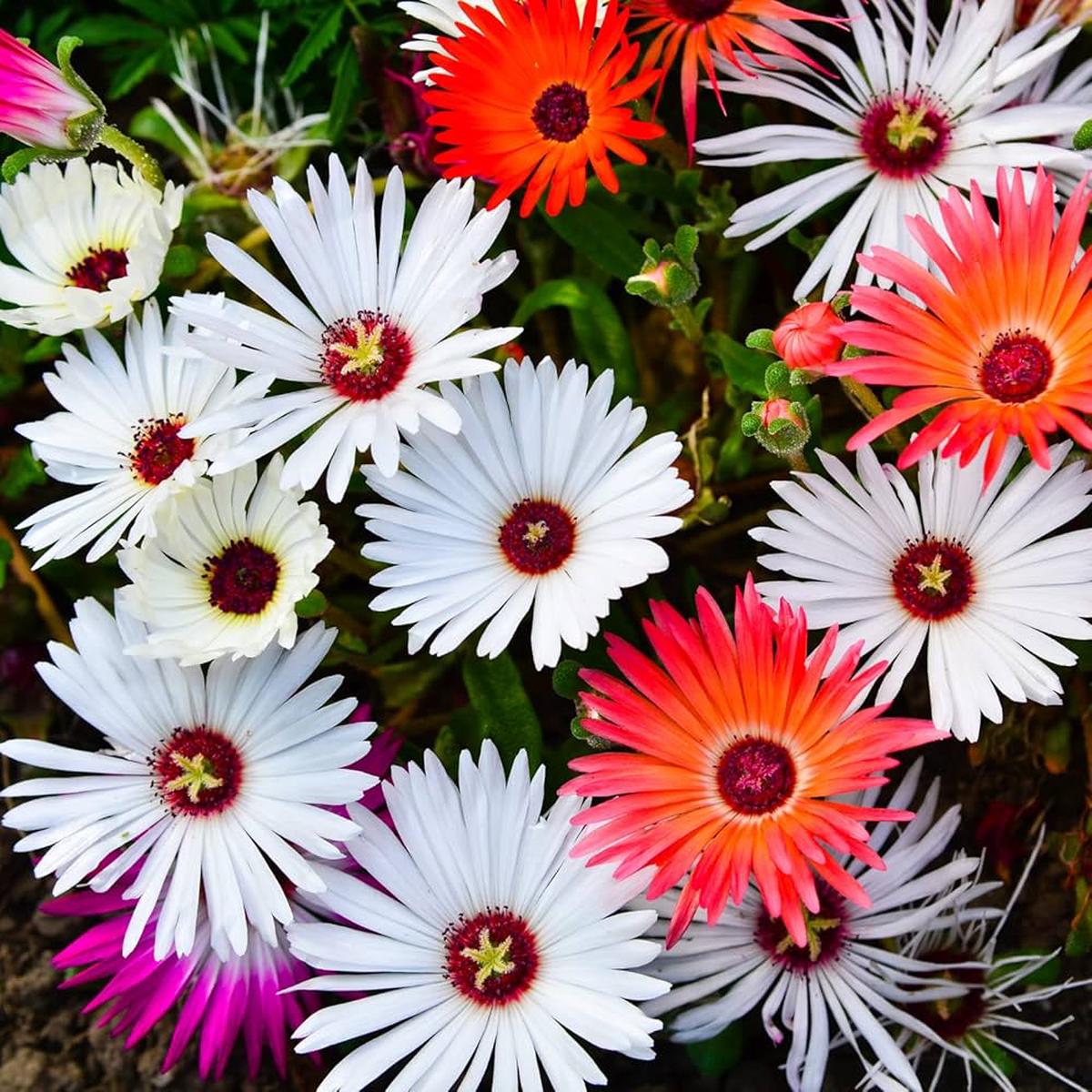 Heirloom Mesembryanthemum Flower Seeds, Non-GMO Vibrant Ice Plant Blooms for Drought-Tolerant Garden Planting