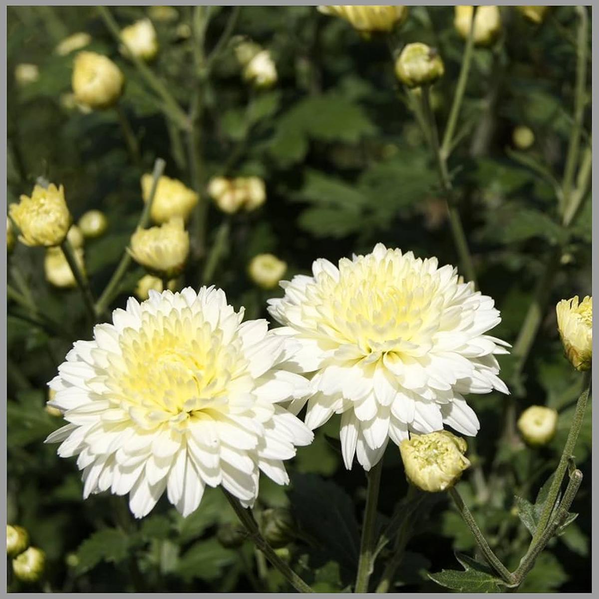 Heirloom Non-GMO Chrysanthemum Perennial Flower Seeds High Germination Seeds for Vibrant Fall Blooms
