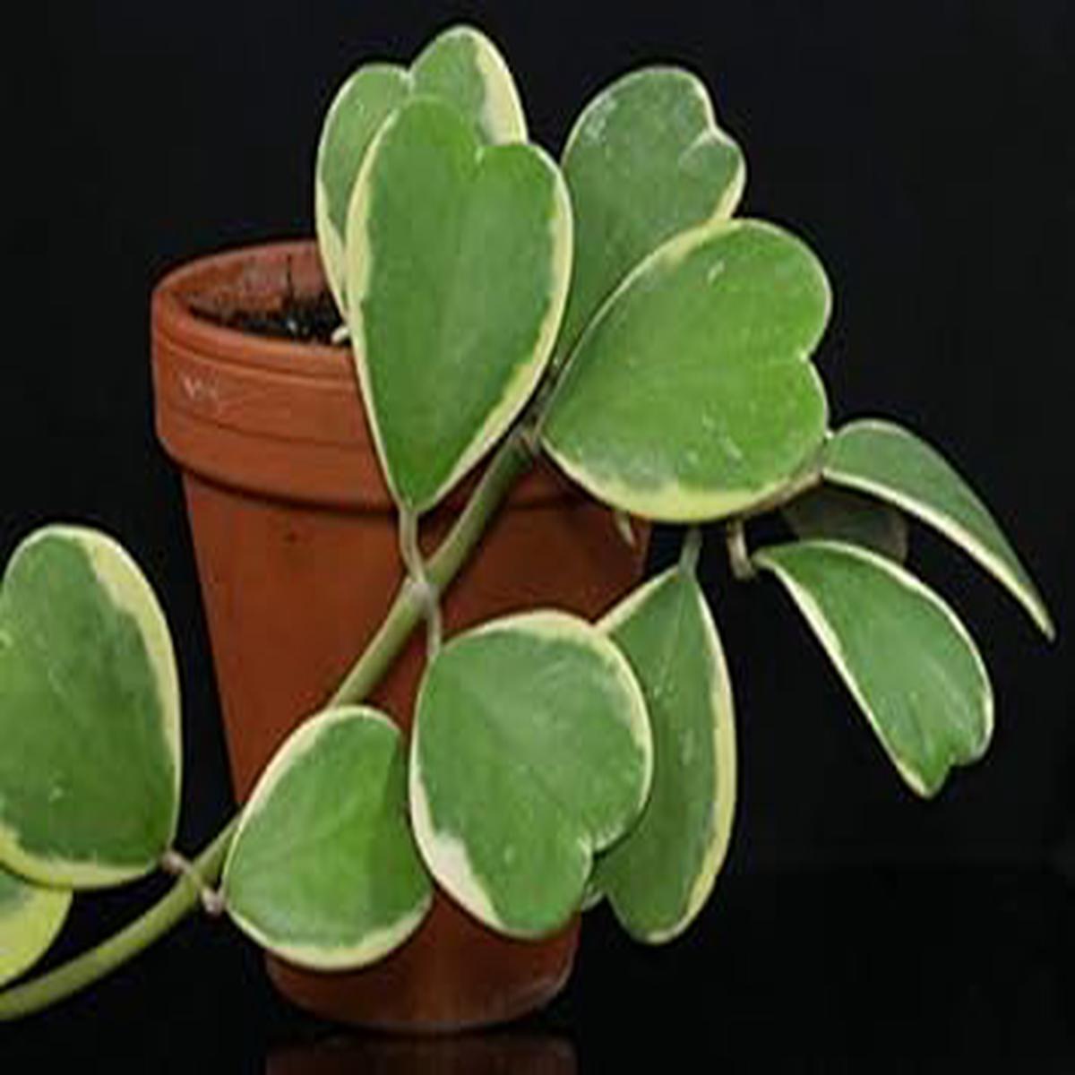 Heirloom Non-GMO Green Hoya Kerrii Flower Seeds  Heart-Shaped Blooms | High Germination Organic Garden Seeds