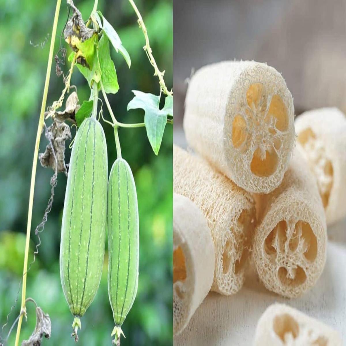 Heirloom Non-GMO Luffa Flower Seeds for Planting  100 pcs | Versatile Garden Blooms & Sponges