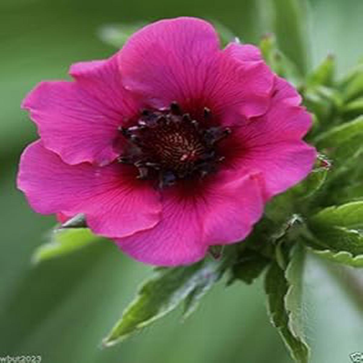 Heirloom Non-GMO Pink Miss Willmott Flower Seeds for Planting   Colorful Garden Displays