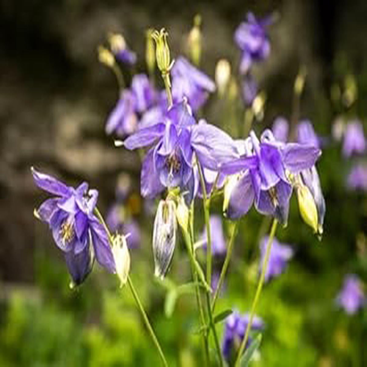 Heirloom Non-GMO Purple Narcissus Flower Seeds for Garden Planting High Germination Organic Garden Seeds
