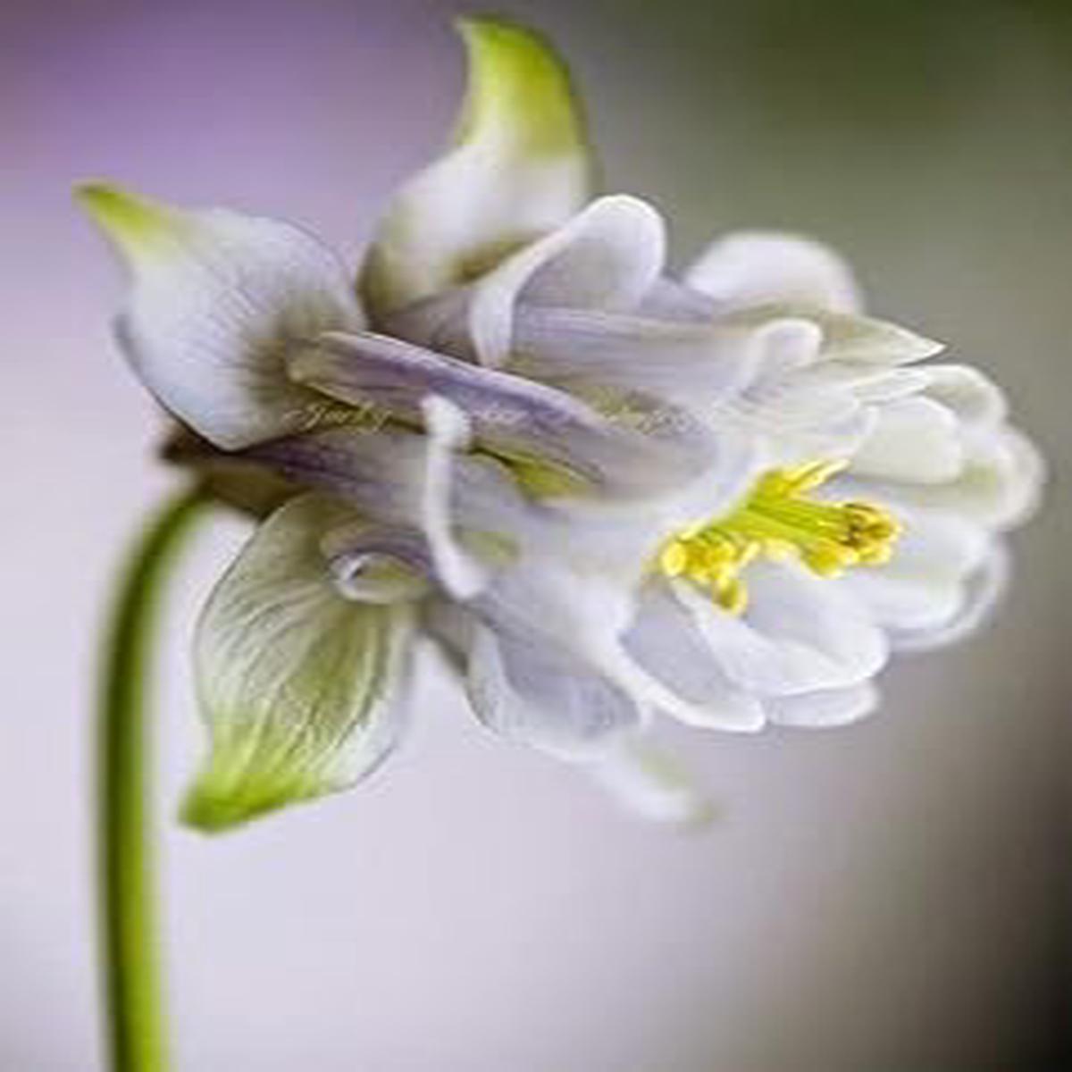 Heirloom White Aquilegia Flower Seeds for Planting  Non-GMO, Perennial Flower Seeds