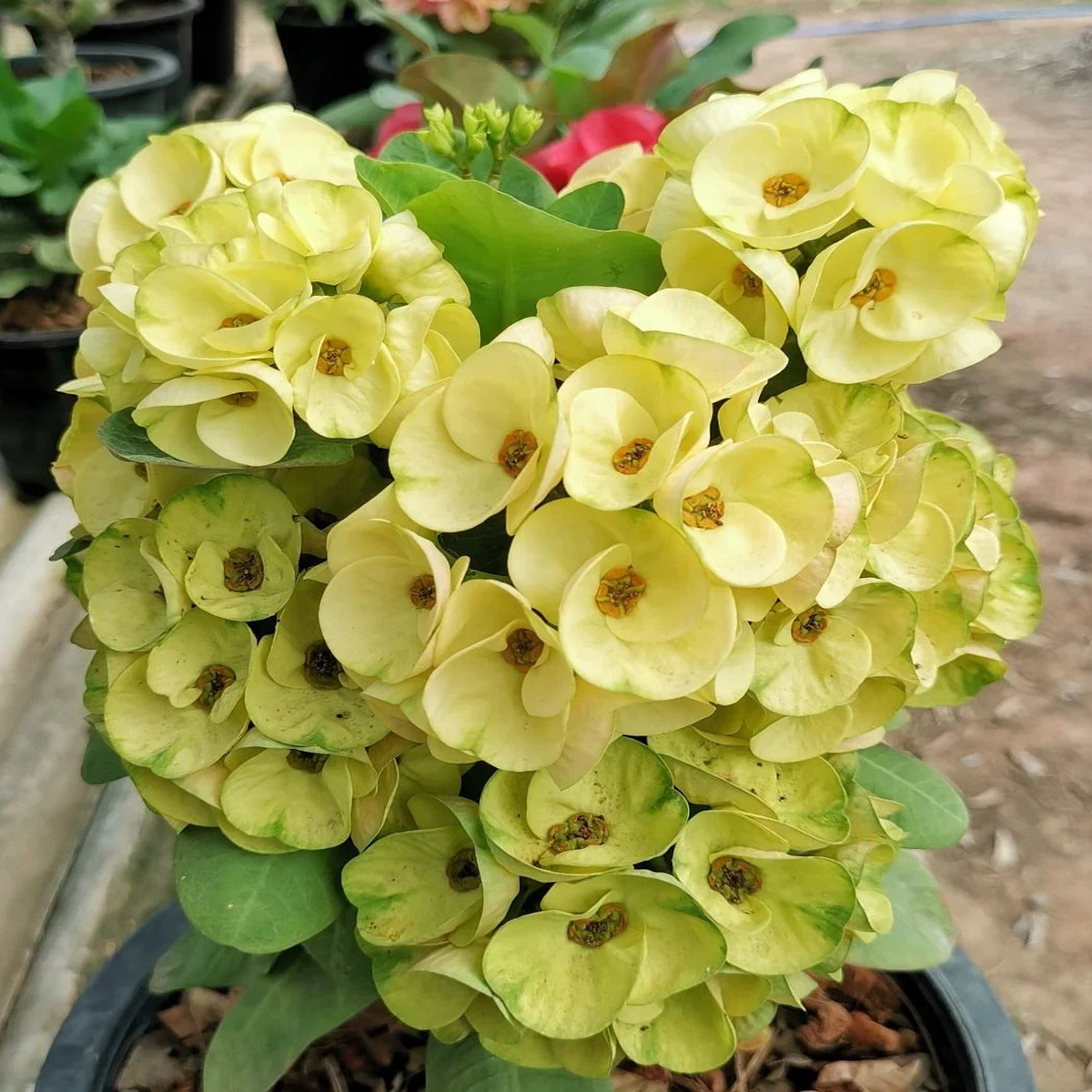 Heirloom Yellow Euphorbia Flower Seeds for Planting, Non-GMO