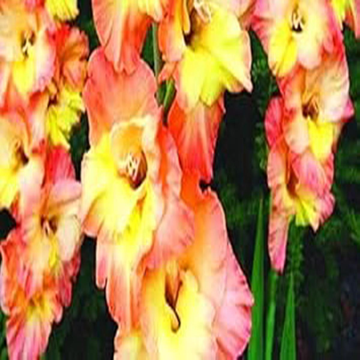 Heirloom Yellow Pink Gladiolus Flower Seeds  Non-GMO Perennial Seeds for Garden Planting