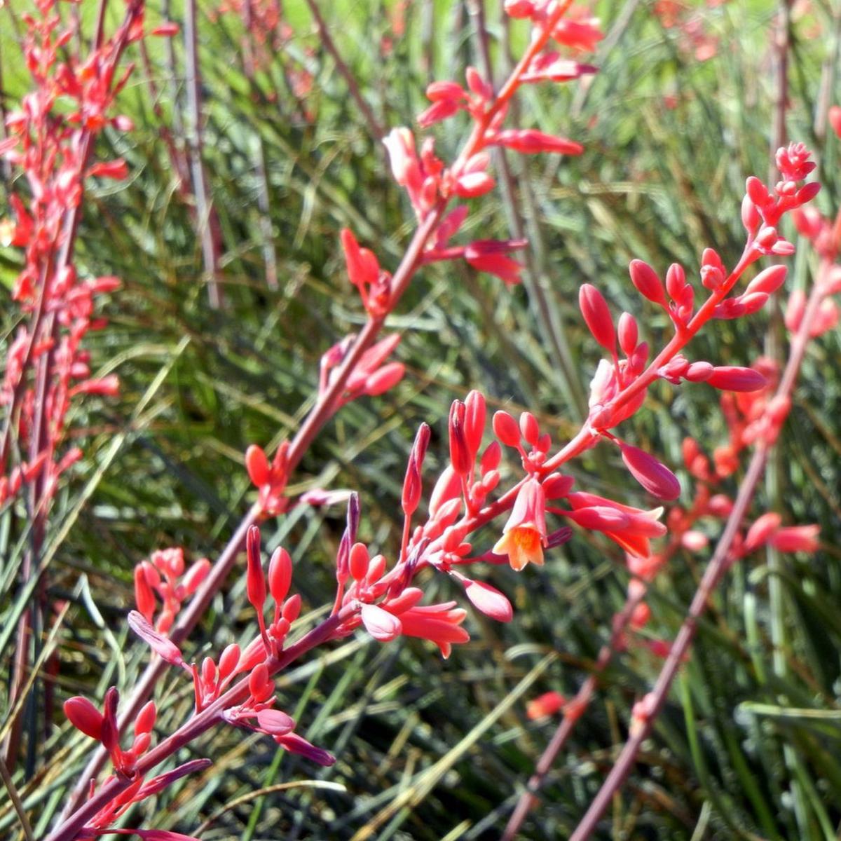Hesperaloe parviflora (Red Yucca) Flower Seeds for Planting Heirloom, Non-GMO, Drought-Tolerant, Perennial