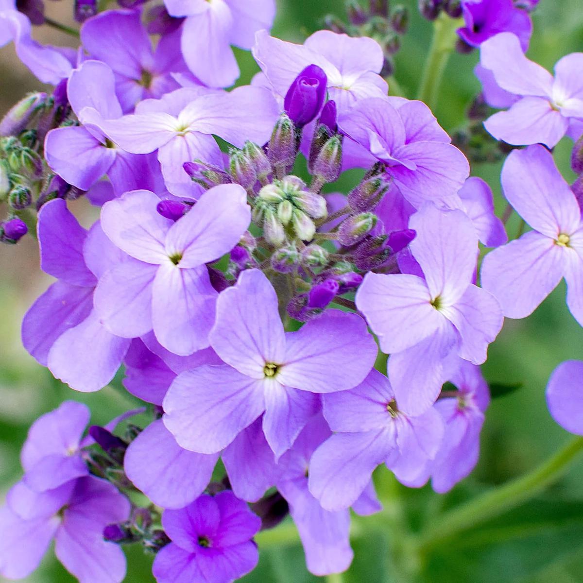 Hesperis Flower Seeds for Planting  Heirloom Non-GMO, High Germination Organic Garden Seeds for Home Garden