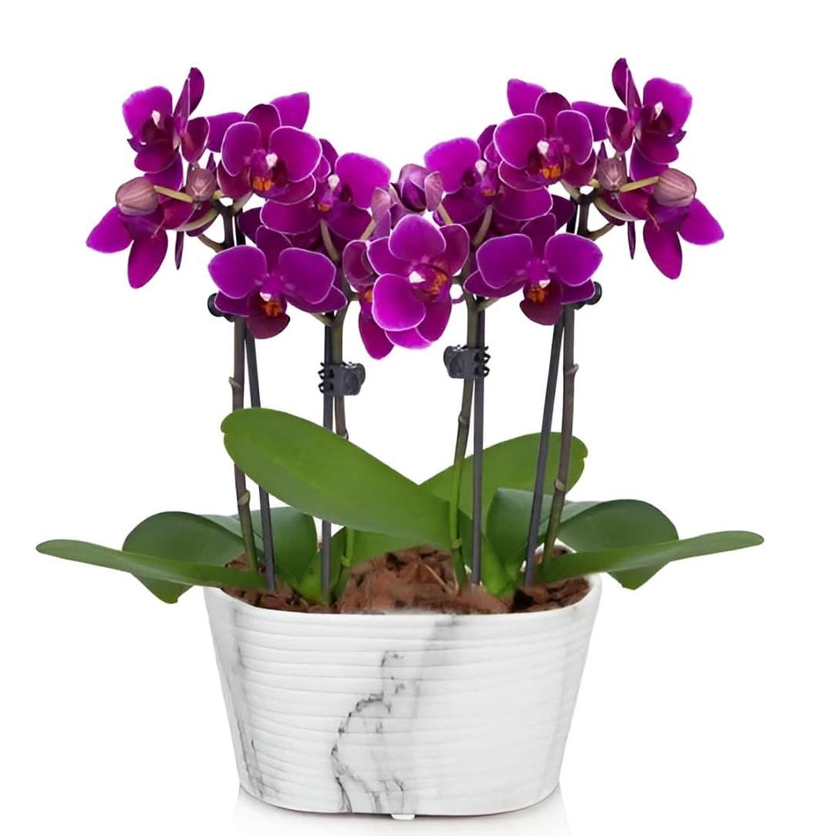 Hydroponic Phalaenopsis Orchid Plant Seeds Purple