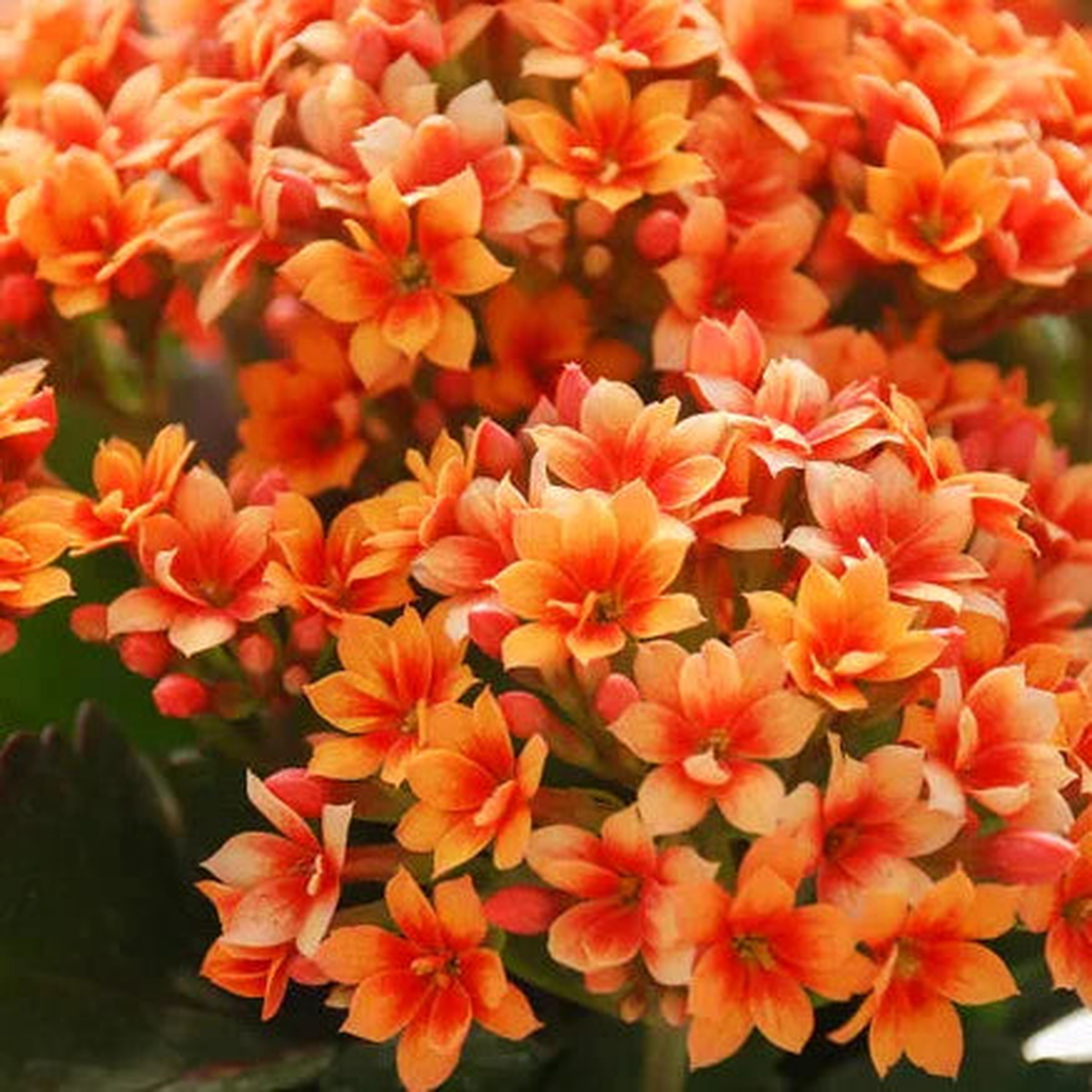 Kalanchoe Flower Seeds for Planting Heirloom, Non-GMO, Bright Blooms Organic Garden Seeds