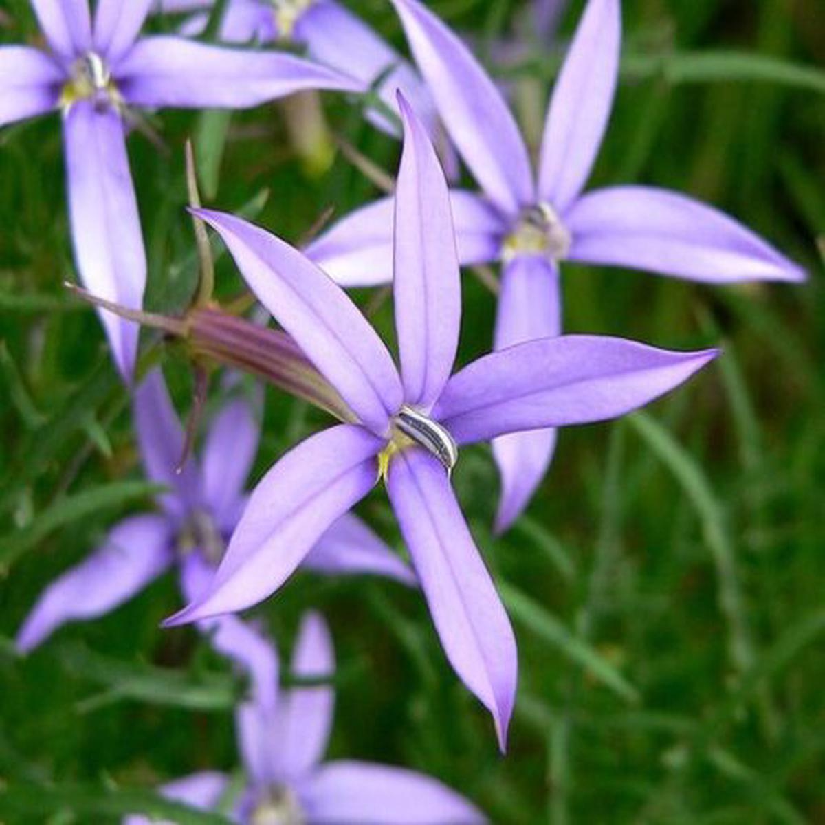 Laurentia Starshine Blue Imported Microscopic  Heirloom, Non-GMO, High Germination Organic Garden Seeds