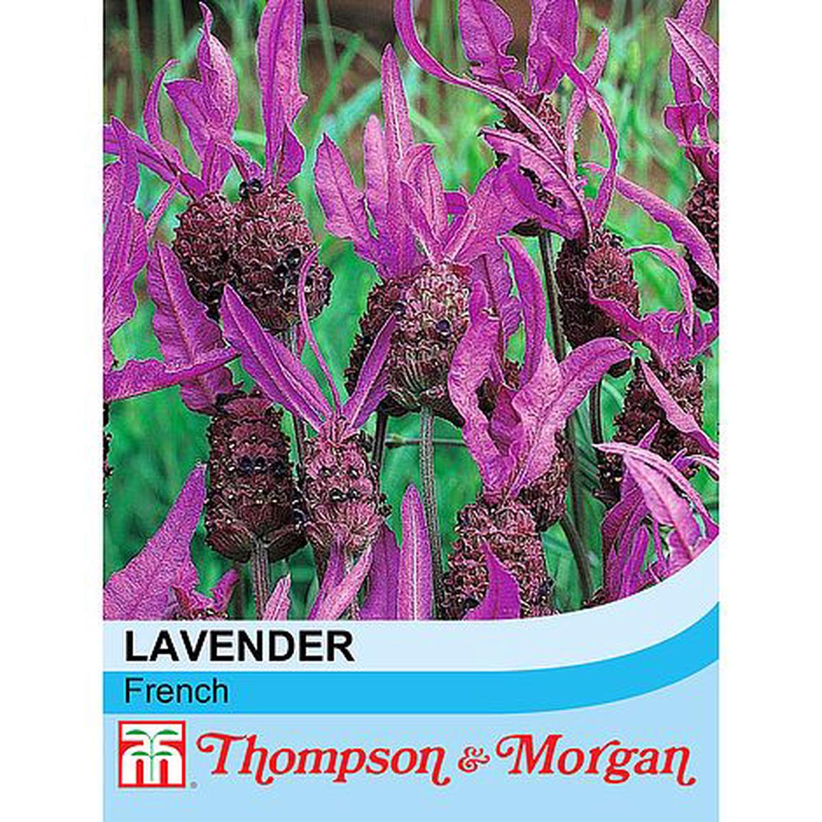 Lavender French Flower Seeds