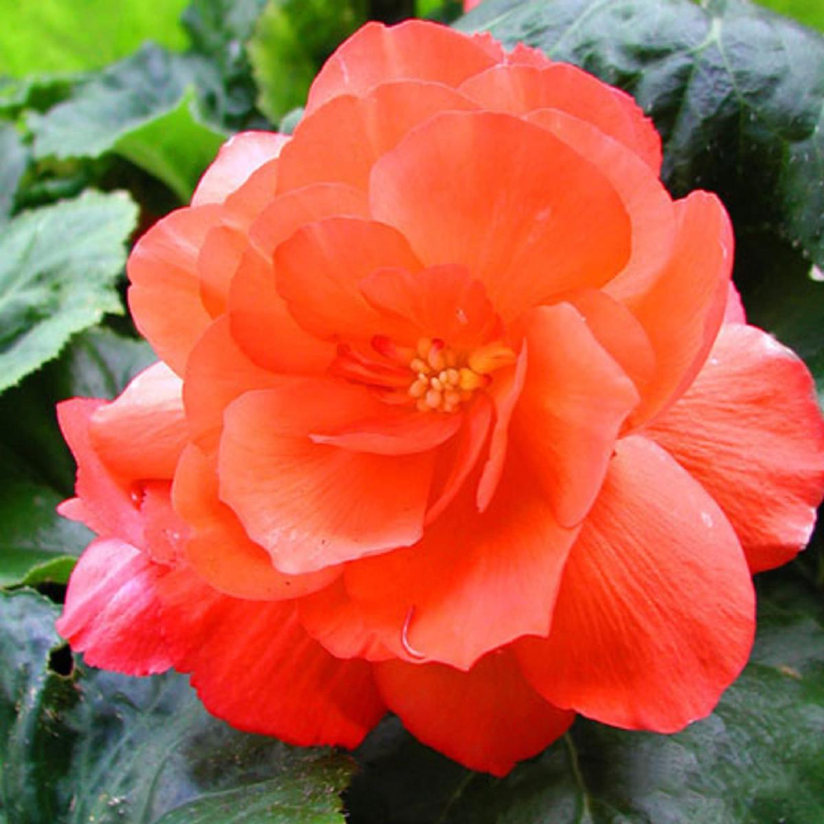 Light Orange Camellia Flower Seeds for Planting  Heirloom, Non-GMO Seasonal Bloomer Organic Garden Seeds