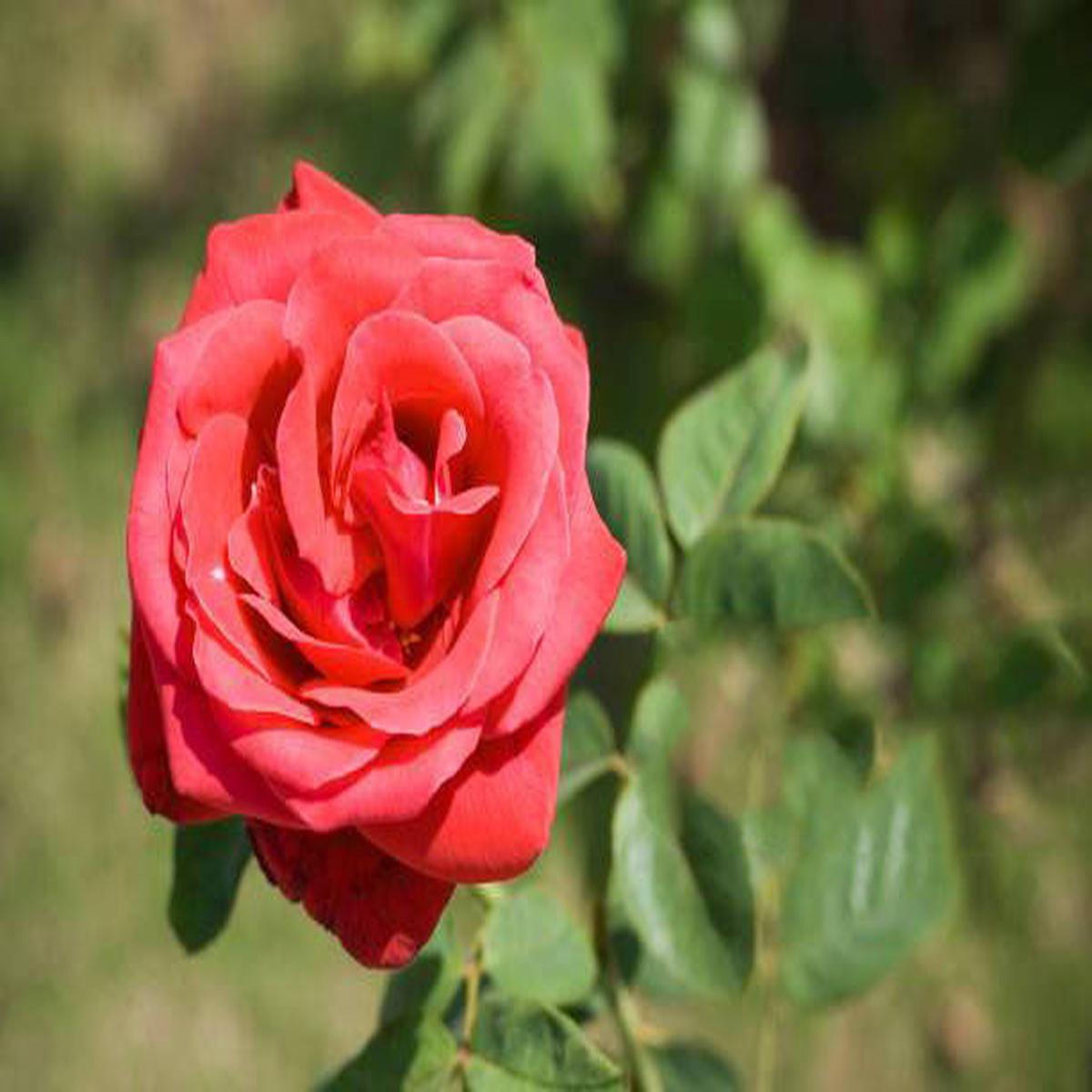 Light Red Rose Flower Seeds for Planting  Heirloom, Non-GMO, High Germination Organic Garden Seeds