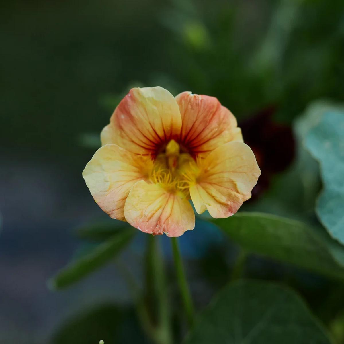 Light Yellow Nasturtium Flower Seeds Heirloom, Non-GMO, High Germination Organic Garden Seeds for Planting