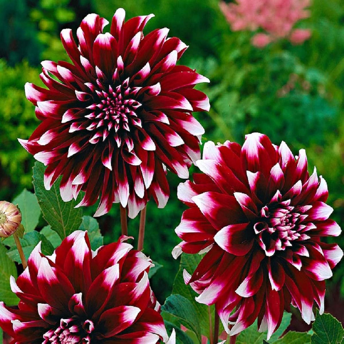 Maroon White Dahlia Flower Seeds for Planting  Heirloom, Non-GMO, High Germination, Organic Garden Seeds for Striking Blooms