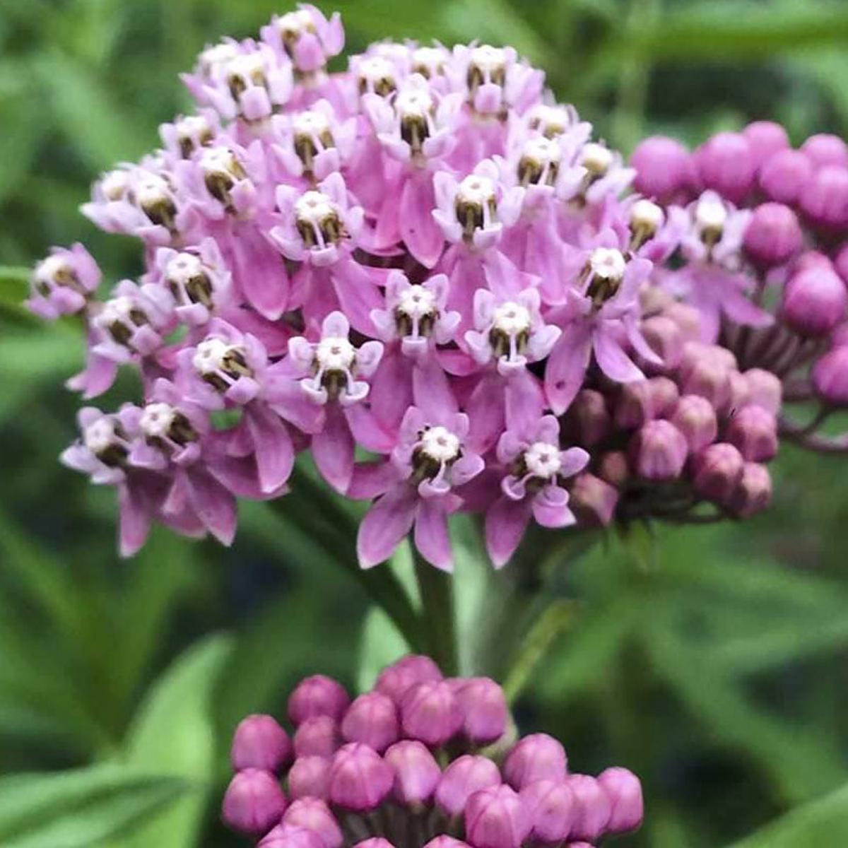 Milkweed Seeds - Swamp