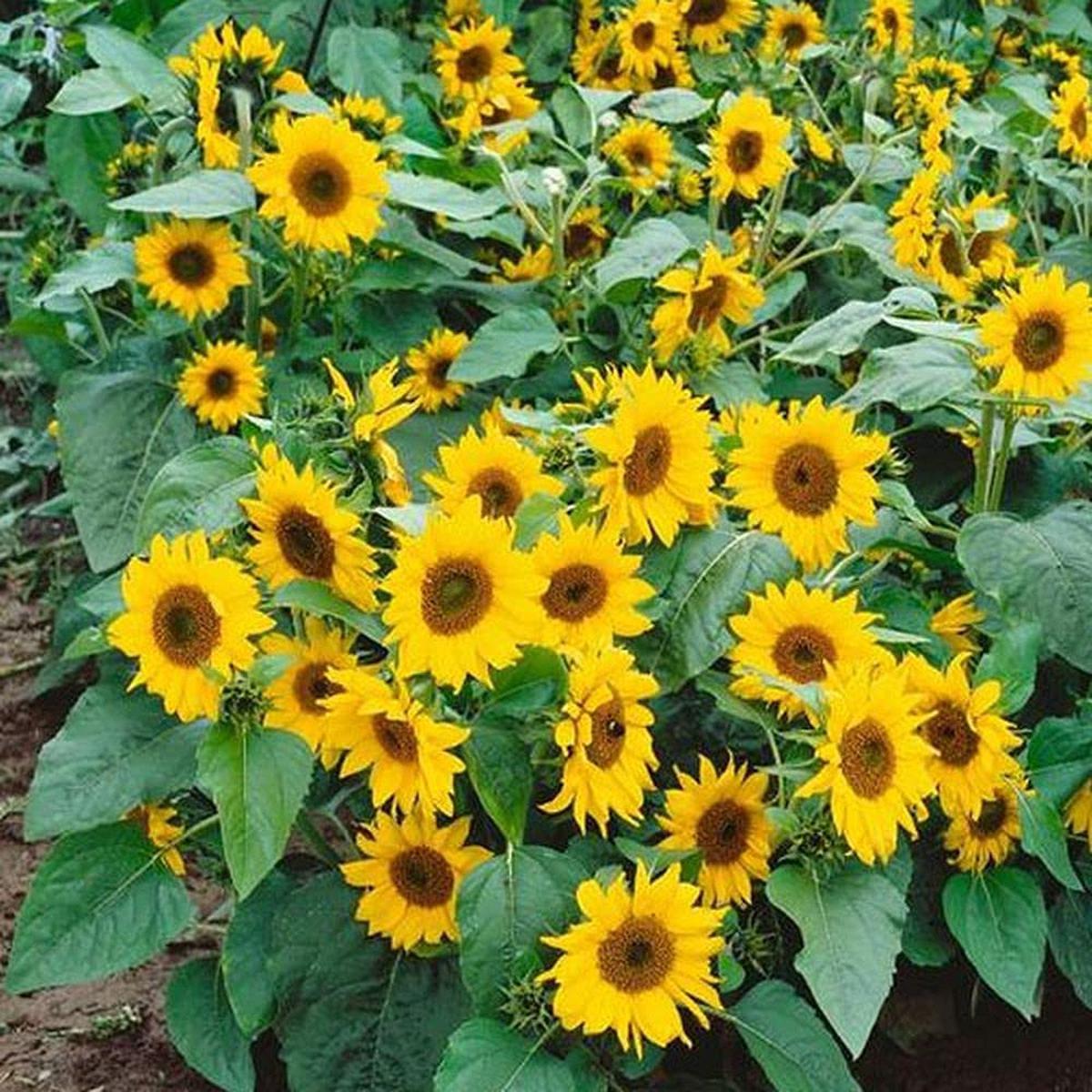 Mini Dwarf Sunflower Seeds Bright Blooms at Just 40cm Tall