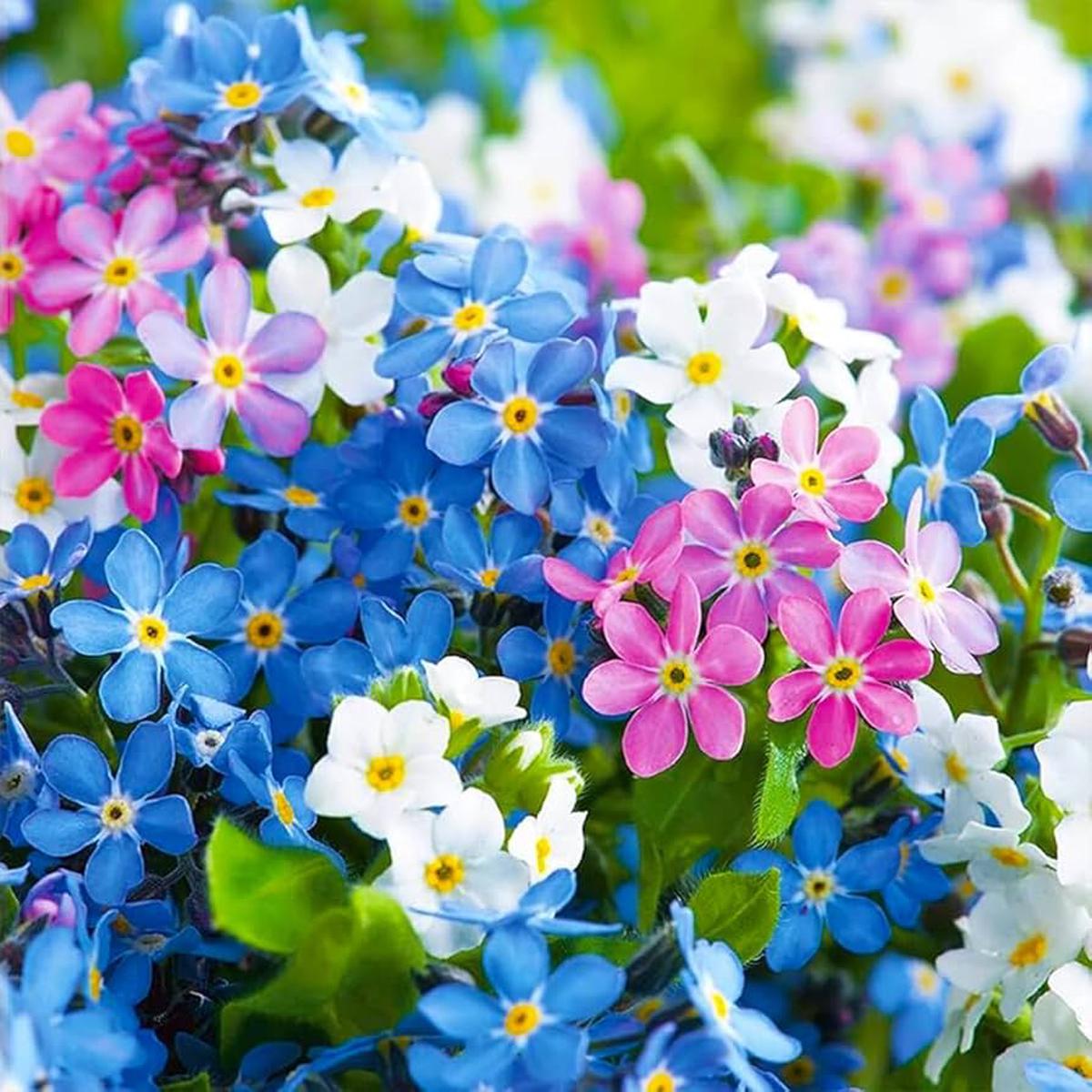 Mix Nezabudka Flower seeds for Planting - Vibrant Growth, Heirloom & GMO Free Seeds For Home Garden, 100 pcs