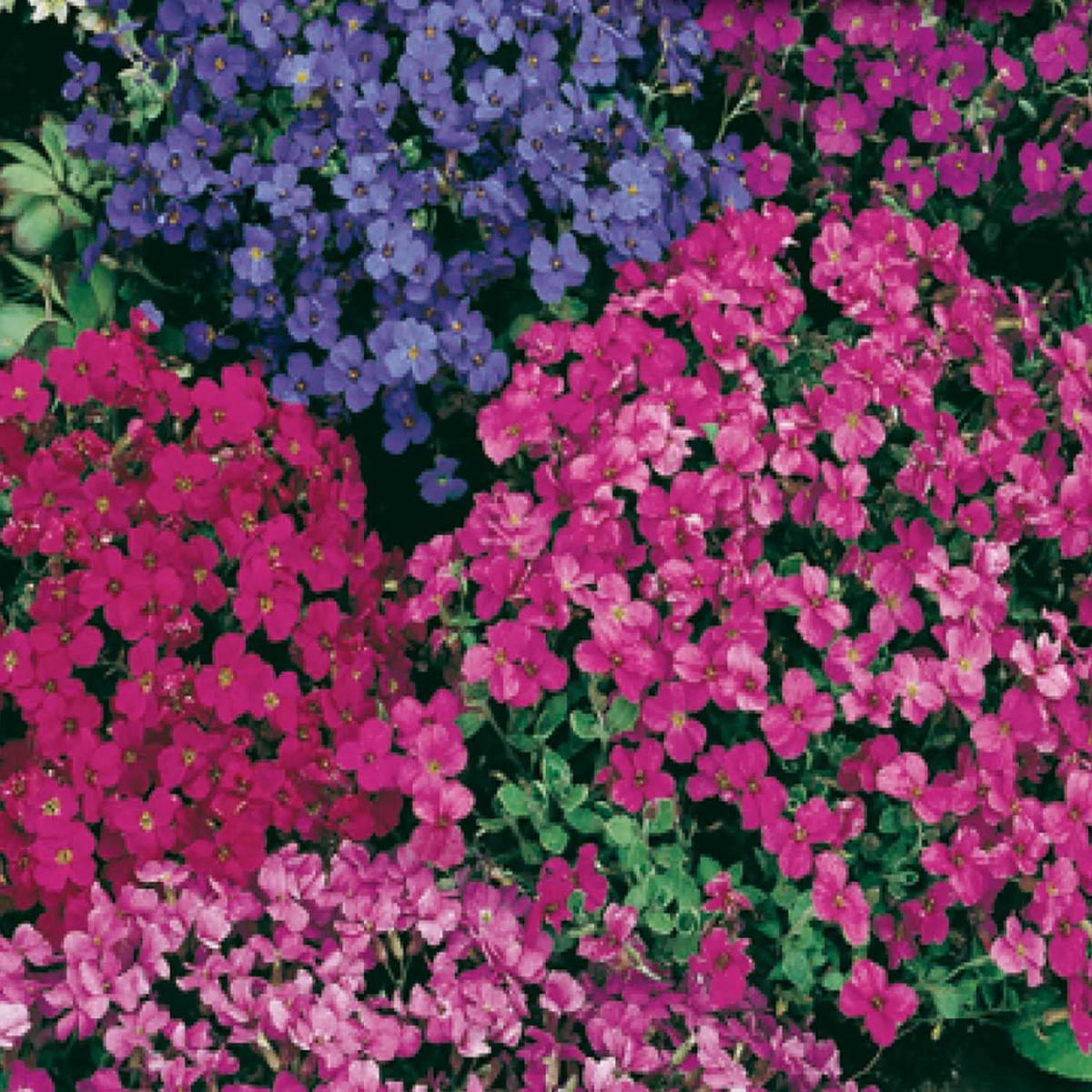 Mixed Aubrieta Flower Seeds for Planting Heirloom, Non-GMO, High Germination Organic Garden Seeds