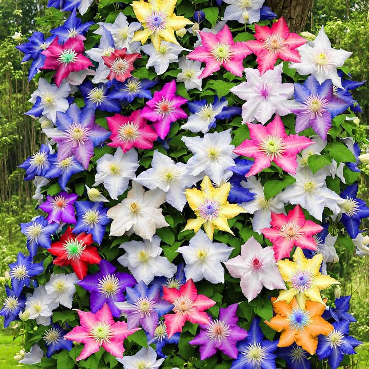 Mixed Colors Clematis Vines Perennial Climbing Flower Seeds for Planting Heirloom Non-GMO Organic Garden