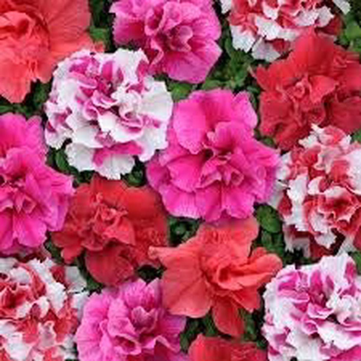 Mixed Colour Double Petunia Seeds for Planting  Heirloom Non-GMO High Germination Organic Garden Flower Seeds