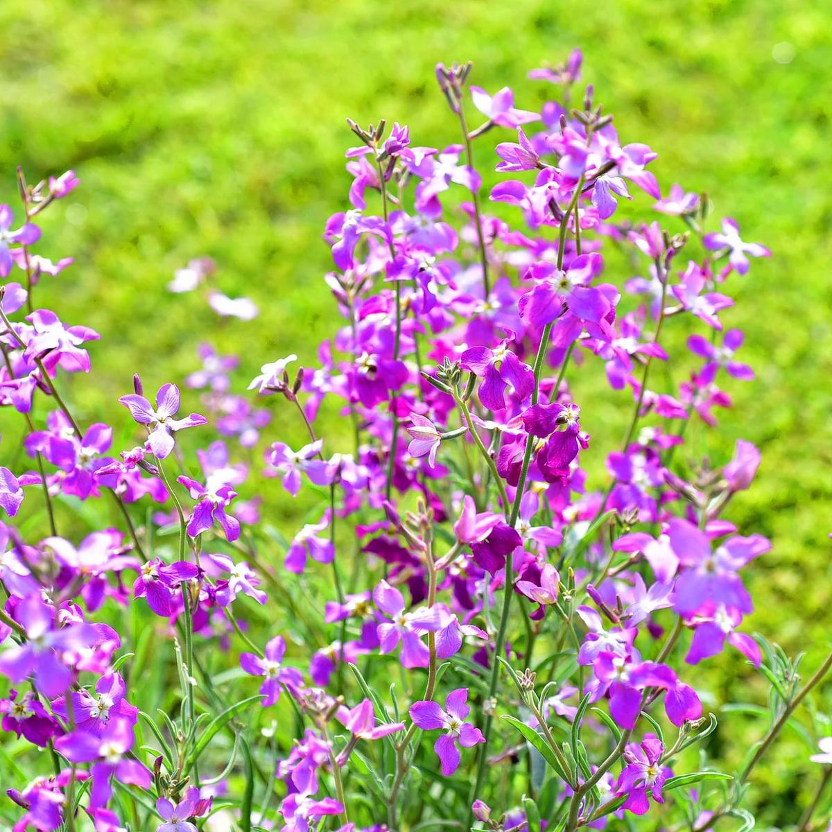 Mixed Evening-Scented Flower Seeds for Planting Fragrant Blossoms, Heirloom, Non-GMO, High Germination Organic Garden Seeds
