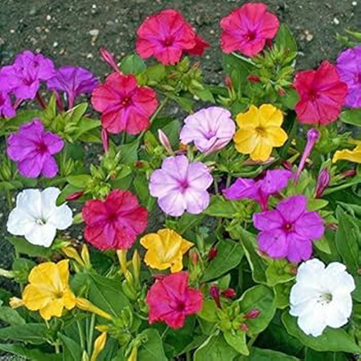 Mixed Mirabilis Flower Seeds  Heirloom Non-GMO Four OClock Blooms for Colorful Garden Planting, High Germination