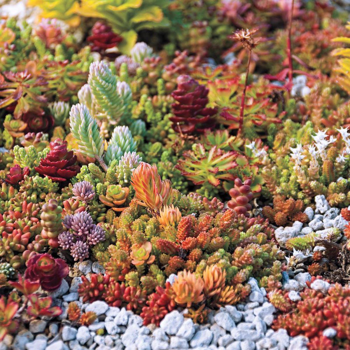 Mixed Sedum Flower Seeds for Planting  Compact Growth Heirloom Non-GMO Garden Seeds