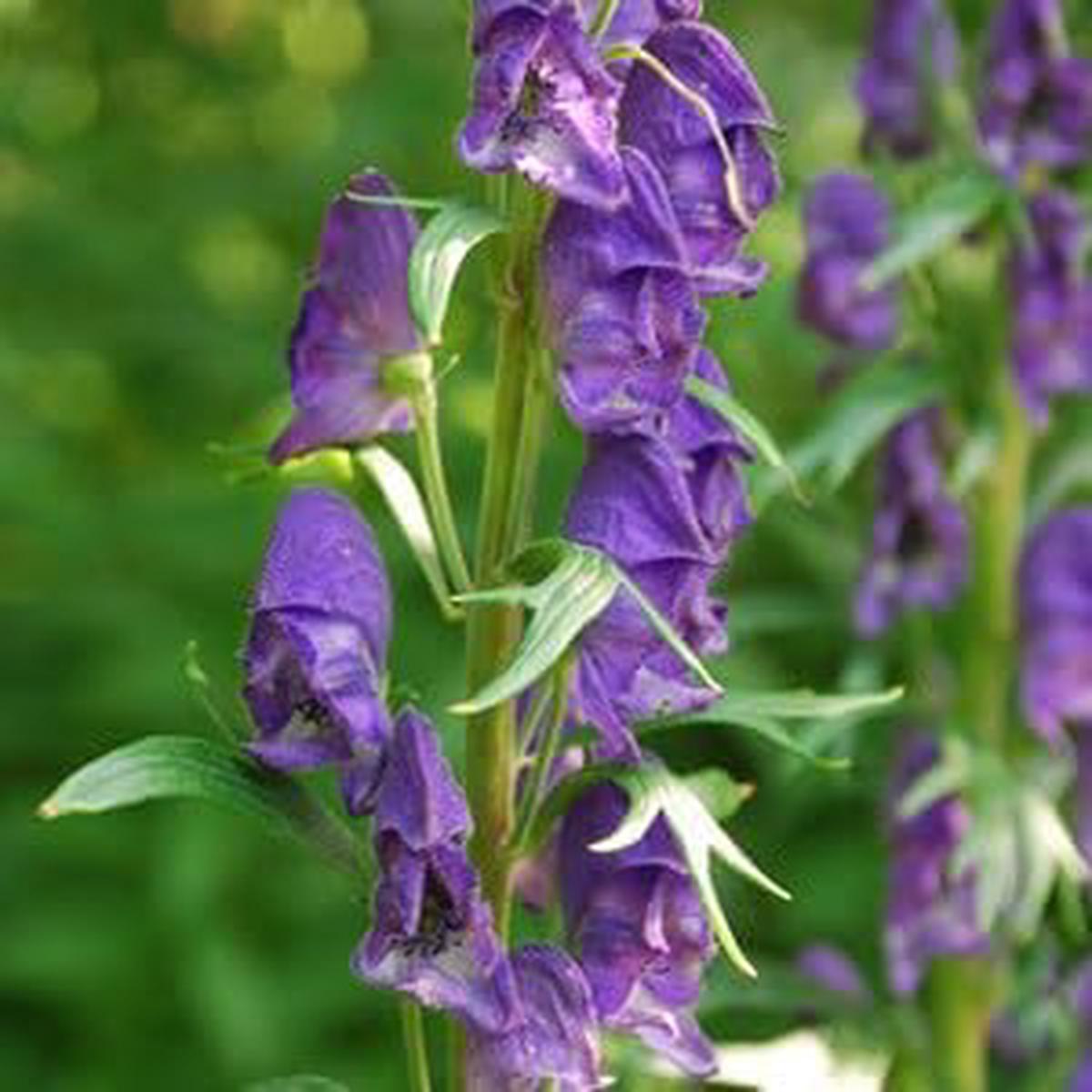 Monkshood Poisonous Flower Seeds for Planting Non-GMO Heirloom Organic Garden Seeds, High Germination