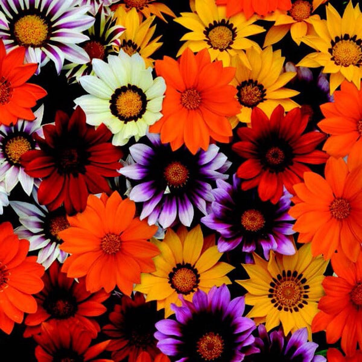 New Day Hybrid Mix Gazania Seeds - Packet - 15 Seeds