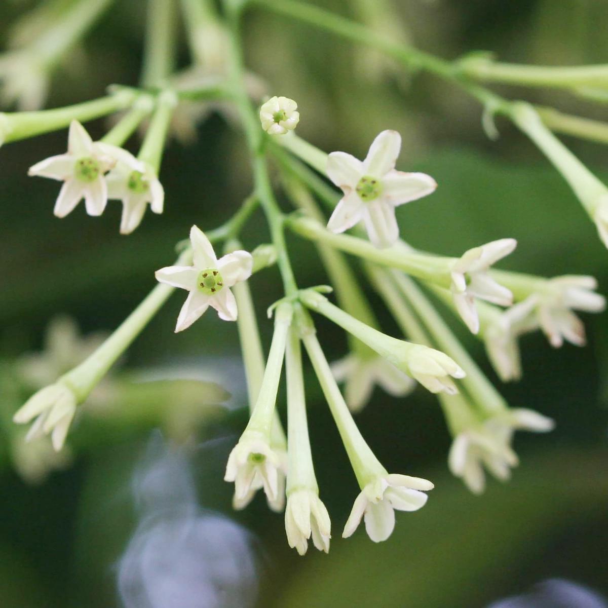 Night Blooming Jasmine Cestrum nocturnum Flowers for Planting in Garden and Night Garden
