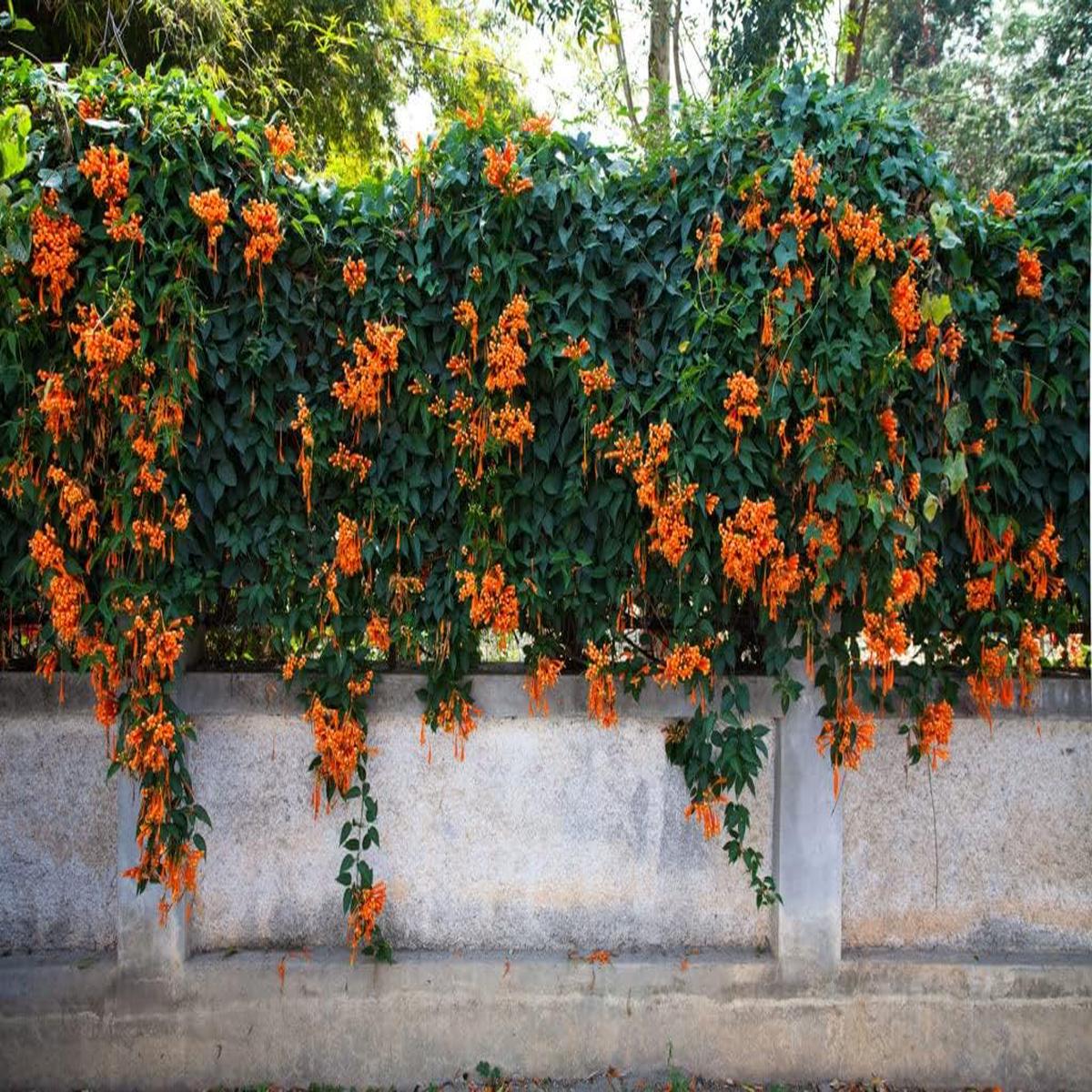 Orange Clematis Flower seeds for Planting Colorful Display Heirloom & GMO Free Seeds for Home Garden   Sale