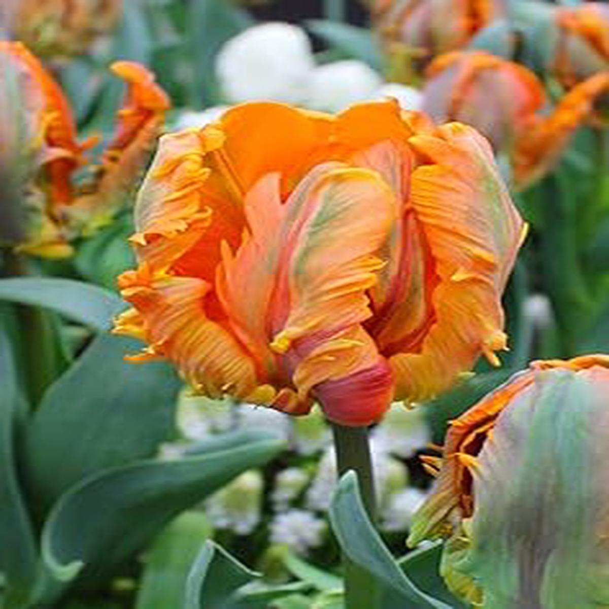 Orange Gray Tulip Flower seeds for Planting Shade Tolerant Heirloom & GMO Free Seeds for Home Garden