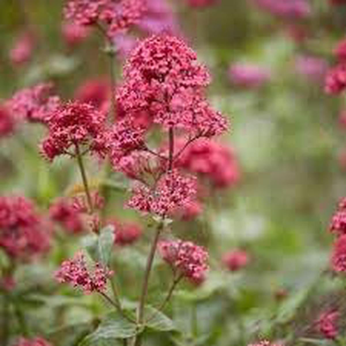Organic Centranthus Ruber Flower Seeds for Planting  Heirloom, Non-GMO