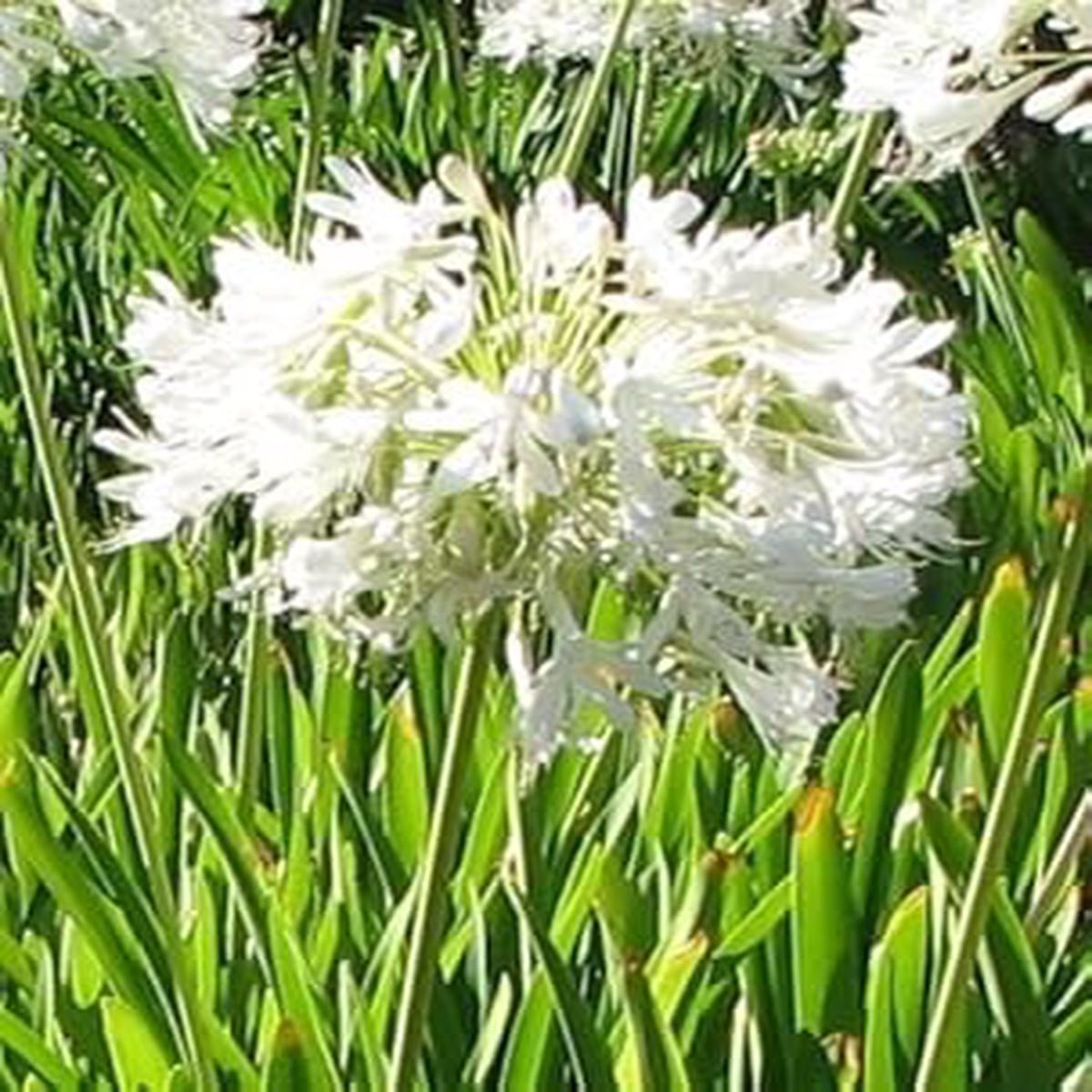 Organic Heirloom Non-GMO White Agapanthus Seeds for Planting Elegant Garden Blooms