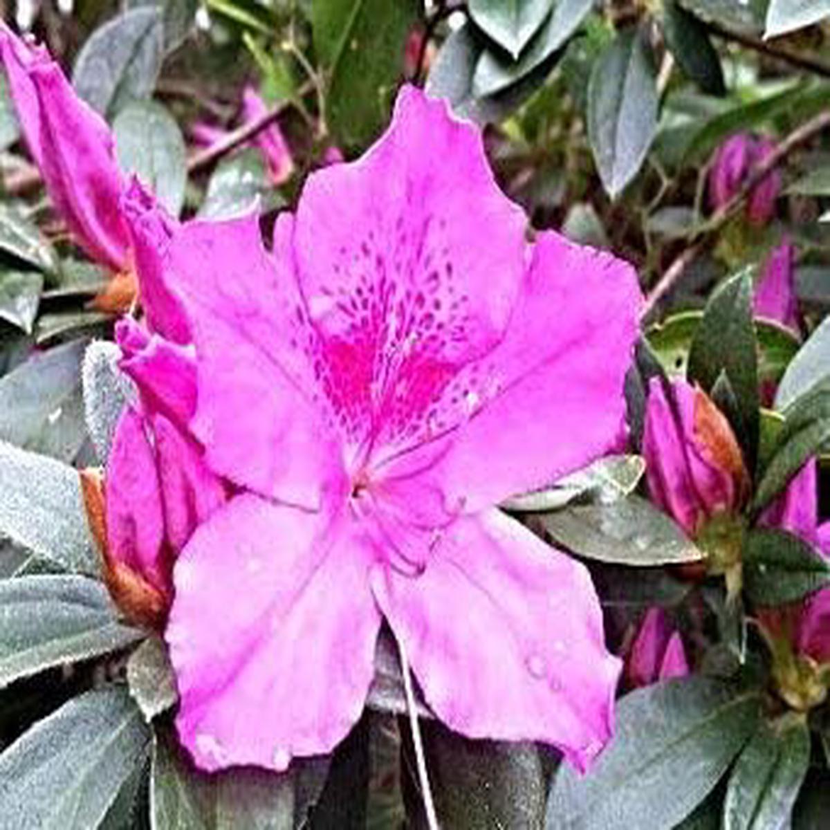 Organic Heirloom Violet White Azalea Flower Seeds  Non-GMO Ornamental Seeds for Planting