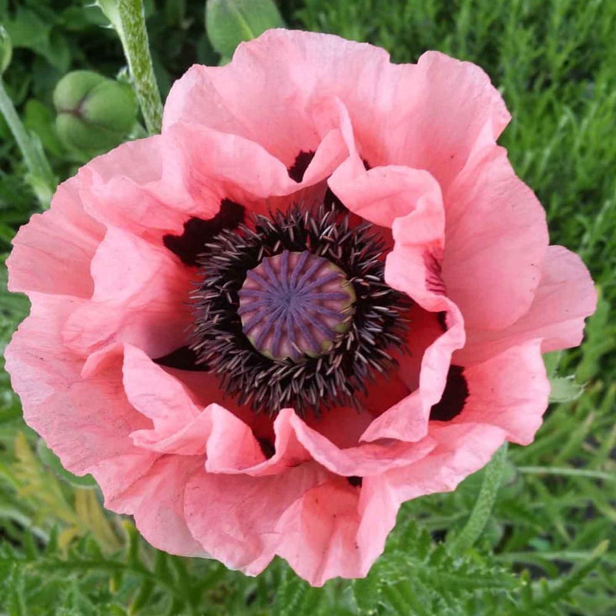 Oriental Poppy Seeds - Princess Victoria Louise