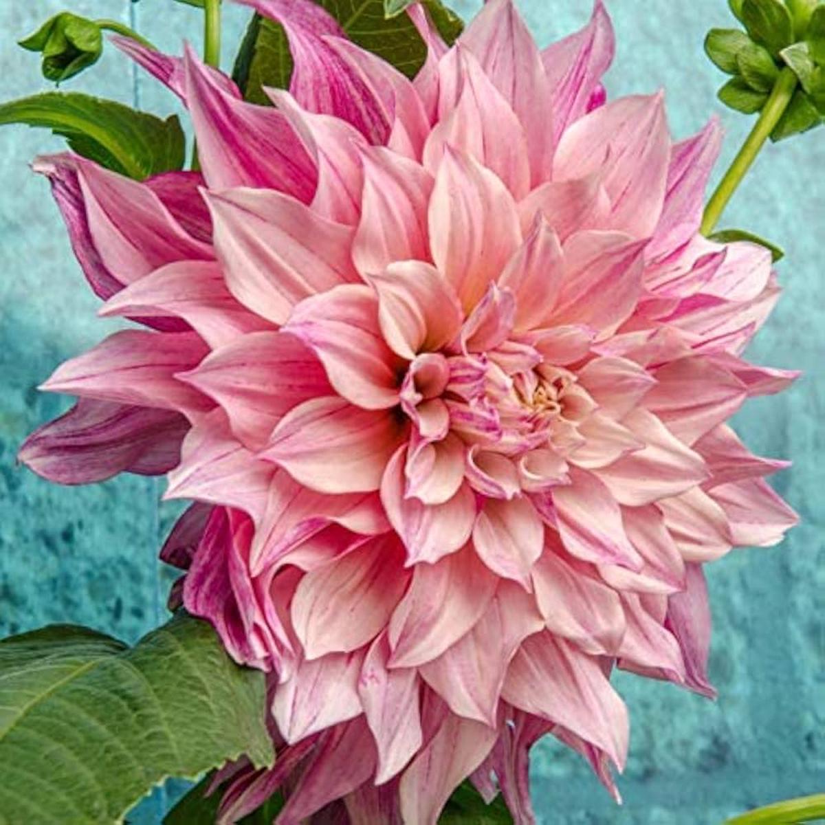 Pale Rose Dahlia Flower Seeds for Planting Cut Flower Favorite Heirloom & GMO Free Seeds for Home Garden Sale