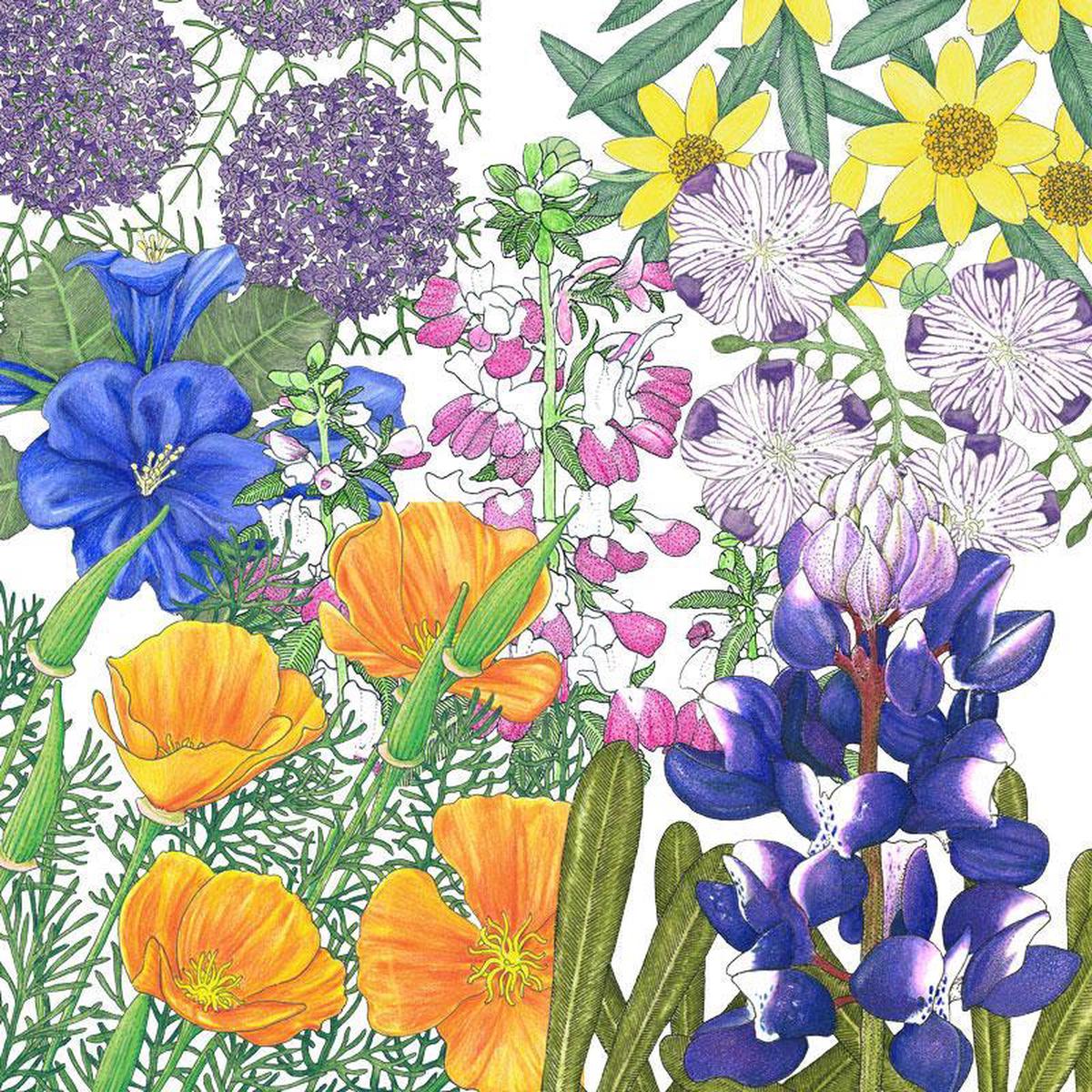 Peaceful Valley California Native Pollinator Blend