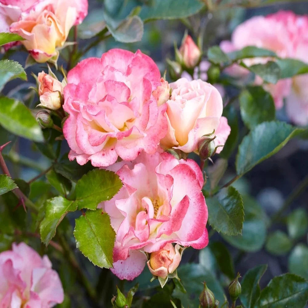 Peach Drift Rose Seeds - Seeds - Rose Flower Gardening  Heirloom, Non-GMO, High Germination Organic Garden Seeds