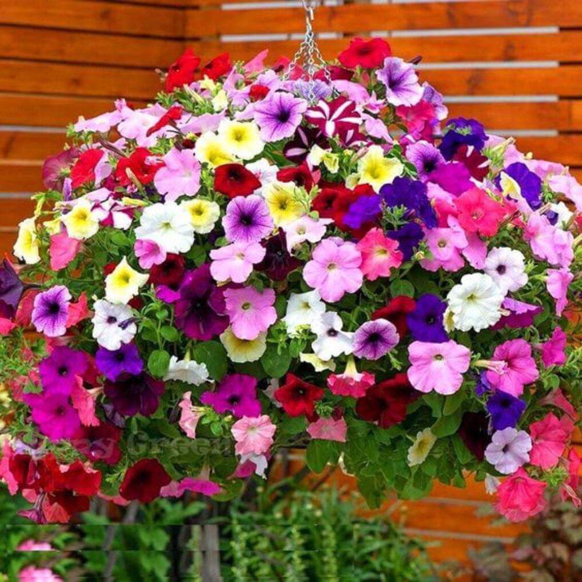 Petunia Success Maxi Imported  Heirloom, Non-GMO, High Germination Organic Garden Seeds
