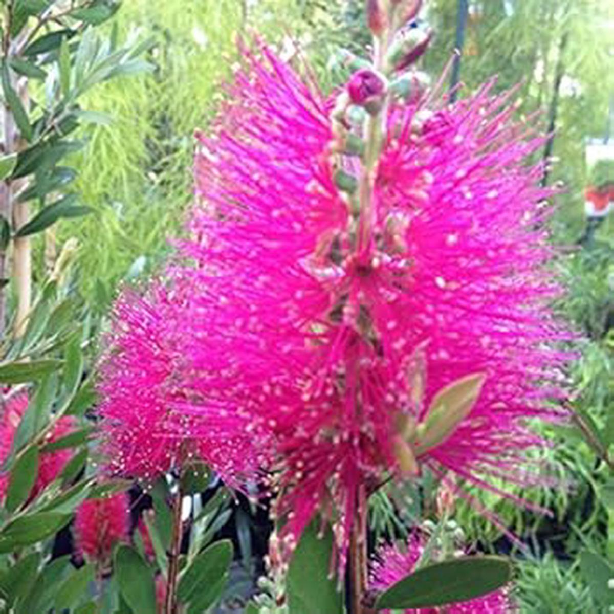 Pink Bottle Brush Flower seeds for Planting - Long Bloom Season, Heirloom & GMO Free Seeds for Home Garden