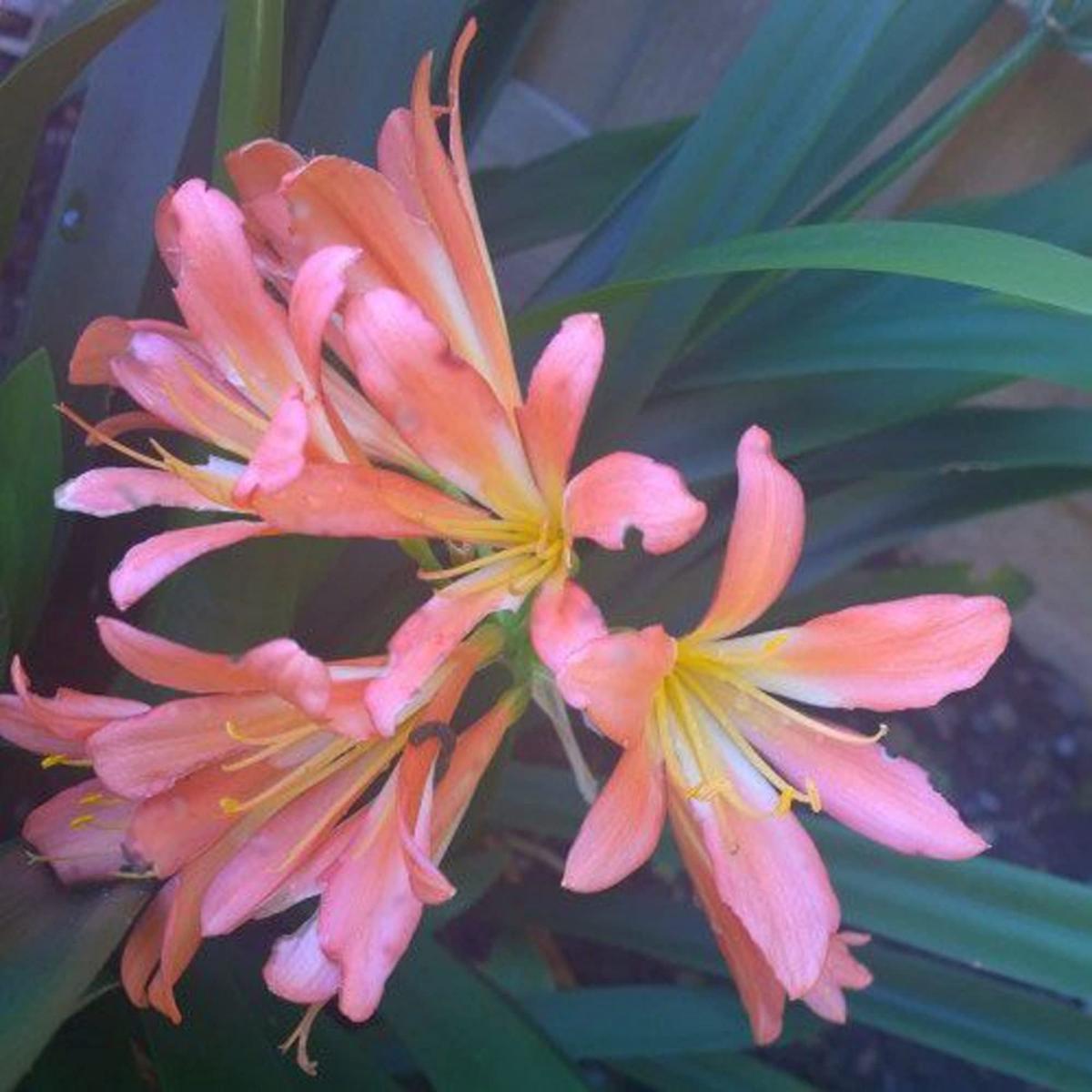 Pink Clivia Miniata Flower Seeds for Planting  Heirloom, Non-GMO, Easy to Grow, Perennial