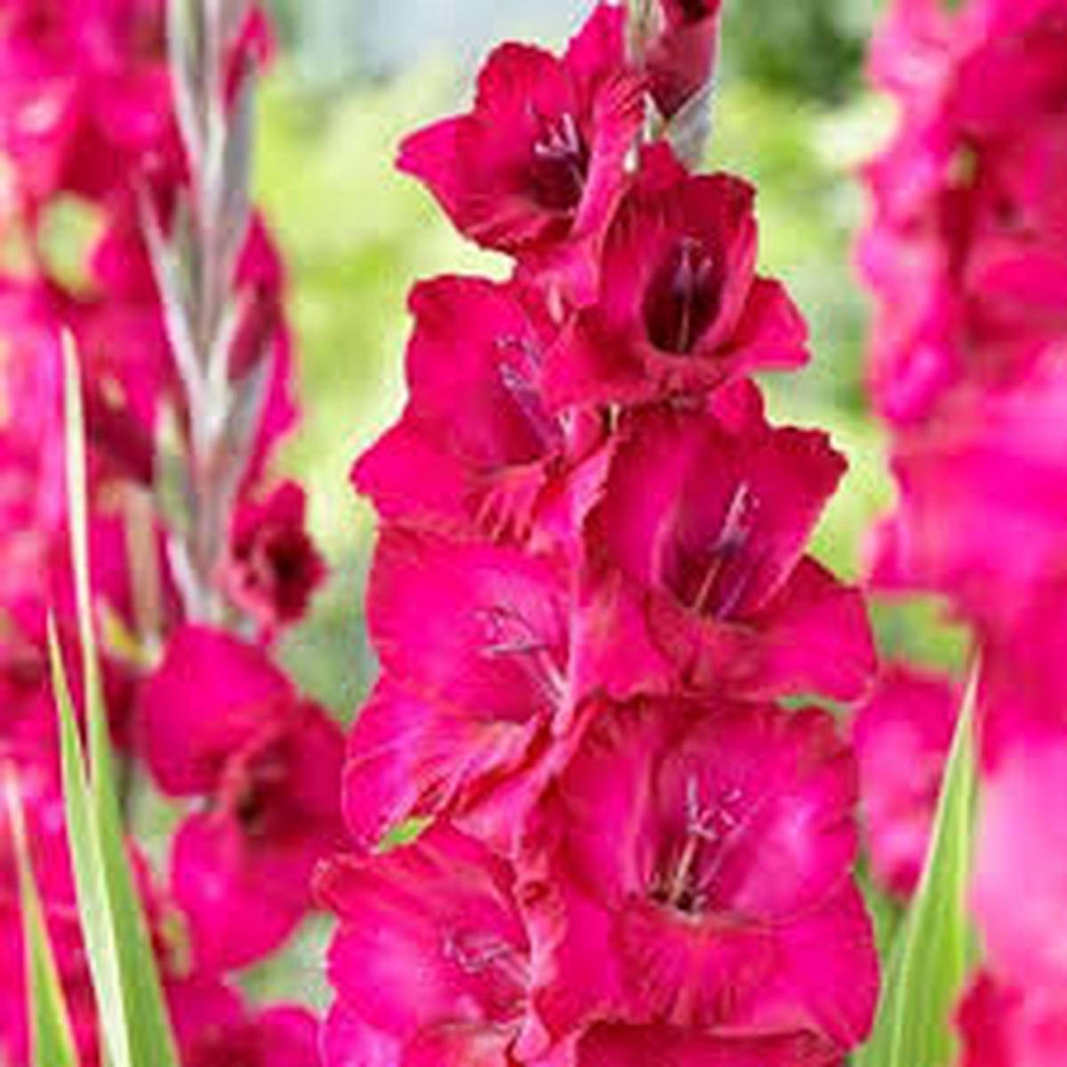 Pink Gladiolus Flower Seeds for Planting  Heirloom, Non-GMO, Vibrant Colors Organic Garden Seeds