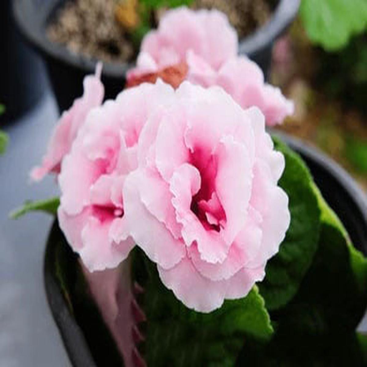 Pink Gloxinia Flower Seeds for Planting  Heirloom Non-GMO High Germination Organic Garden Seeds